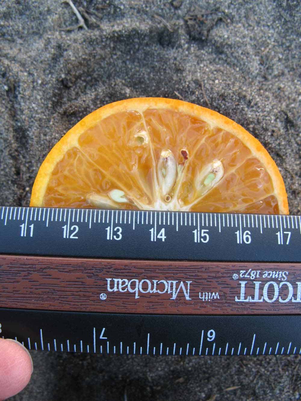              Fruit cross-section (Winter Haven, FL)       